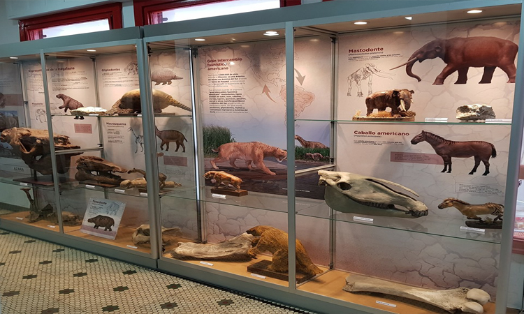 Museo de Ciencias Naturales y Arqueolog&iacute;a &ldquo;Prof. Manuel Almeida&rdquo;