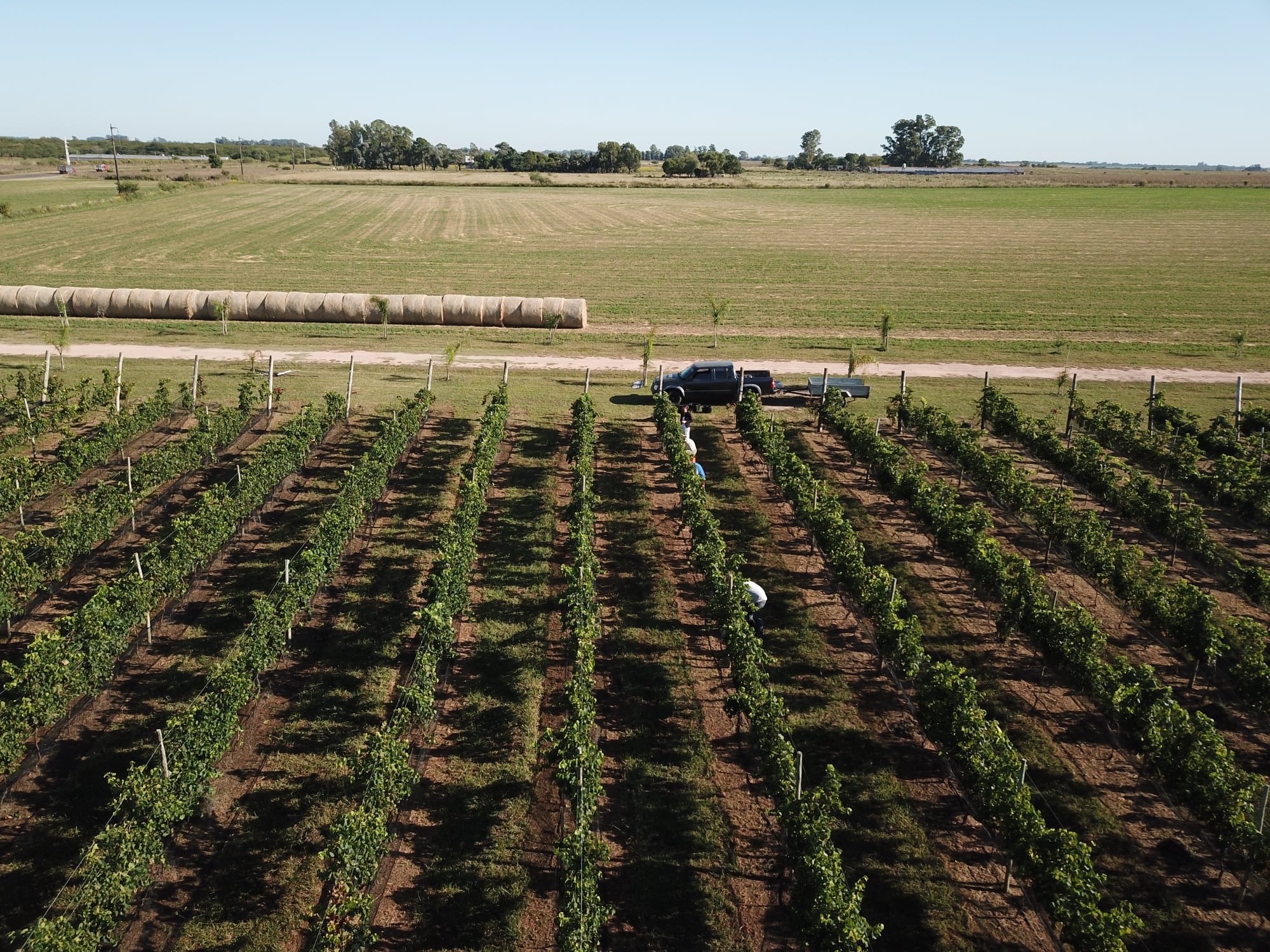 Finca Los Bayos | Chacra de Vi&ntilde;as y Nuez Pec&aacute;n