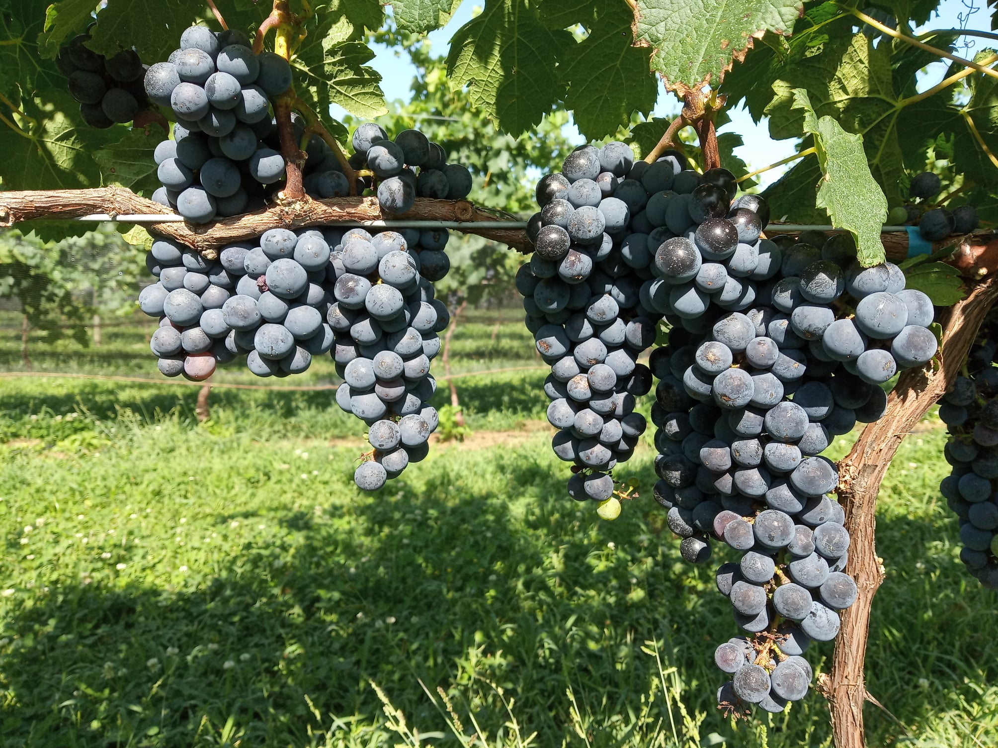 Finca Los Bayos | Chacra de Vi&ntilde;as y Nuez Pec&aacute;n