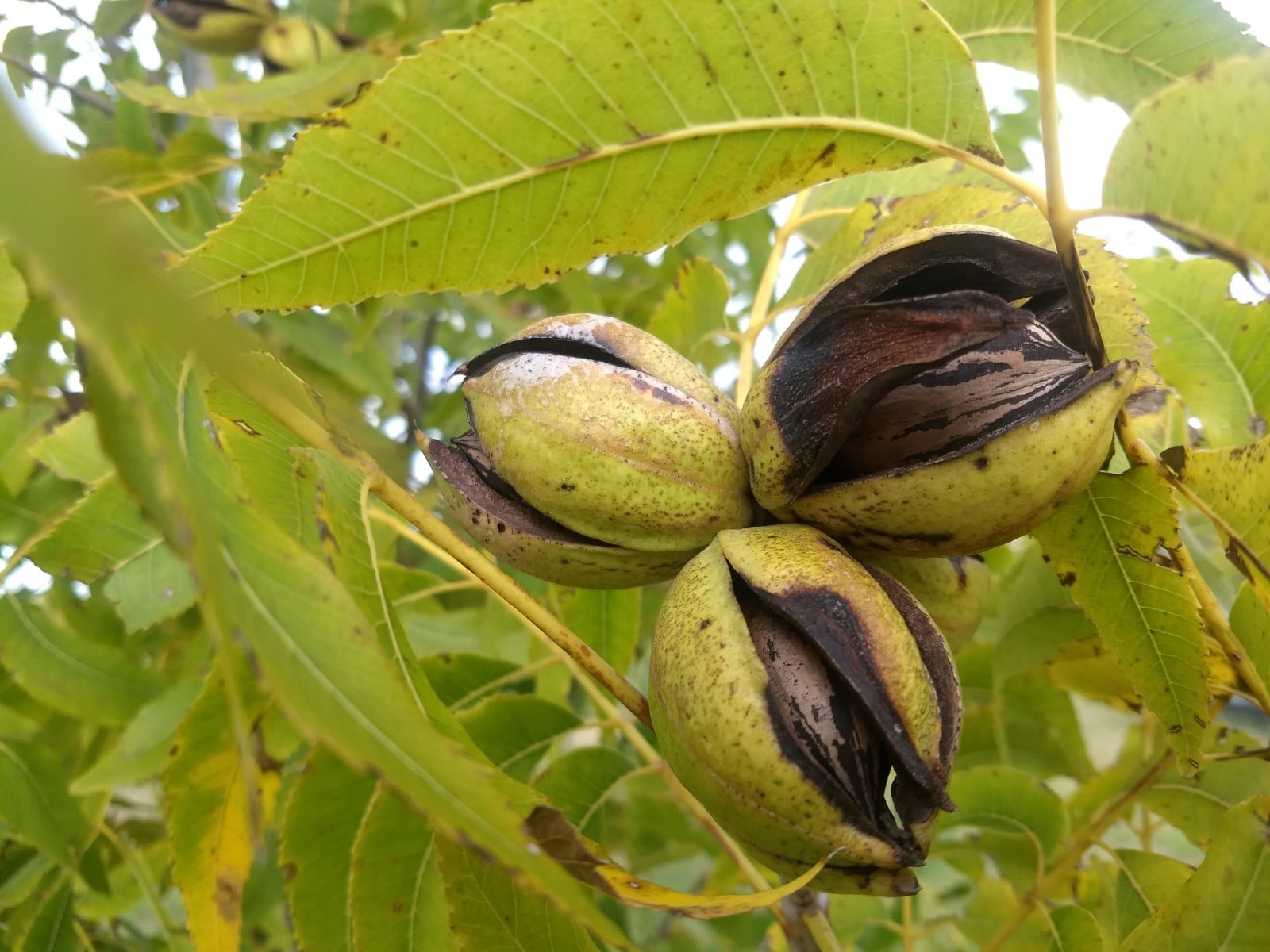 Finca Los Bayos | Chacra de Vi&ntilde;as y Nuez Pec&aacute;n