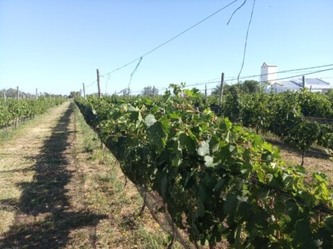 Finca Los Bayos