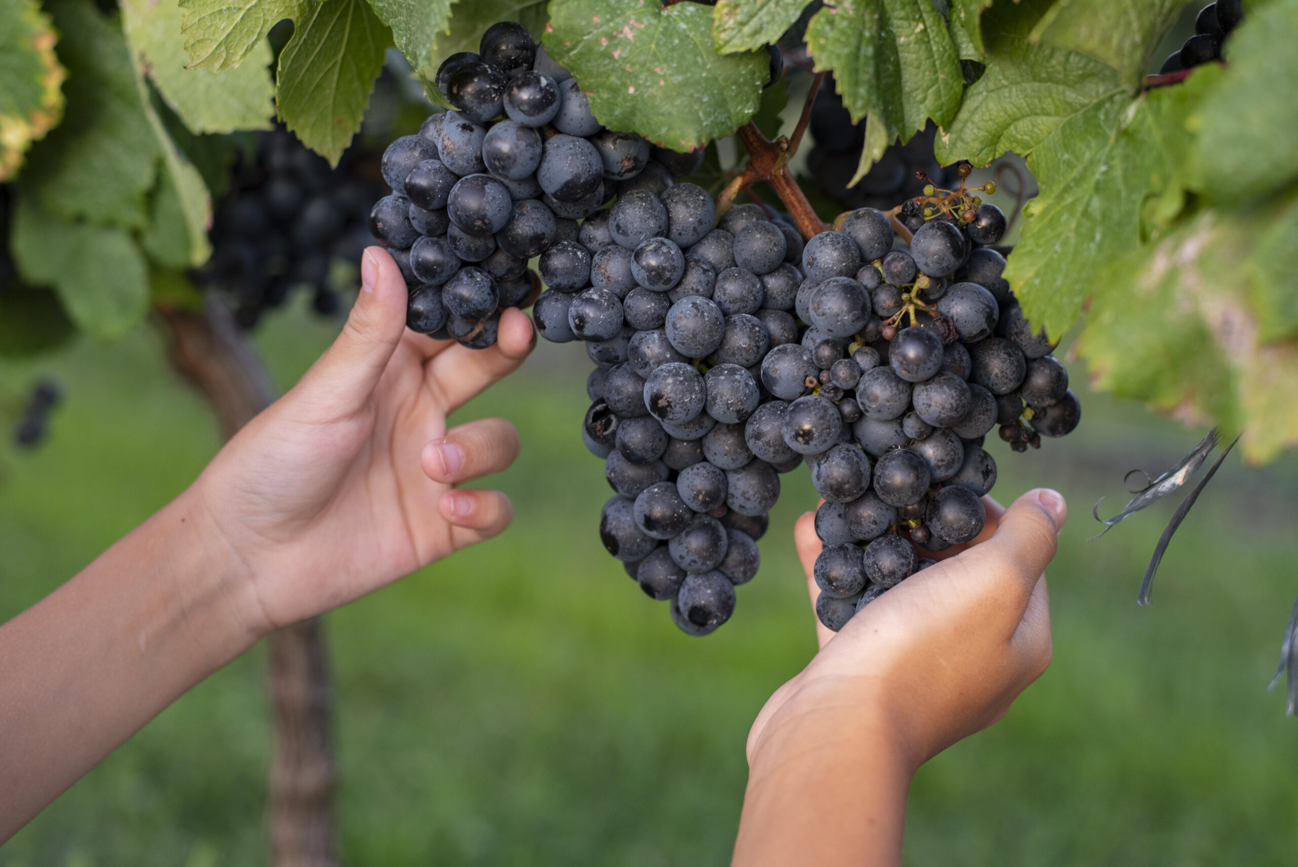 Las Magnolias | Bodega Boutique