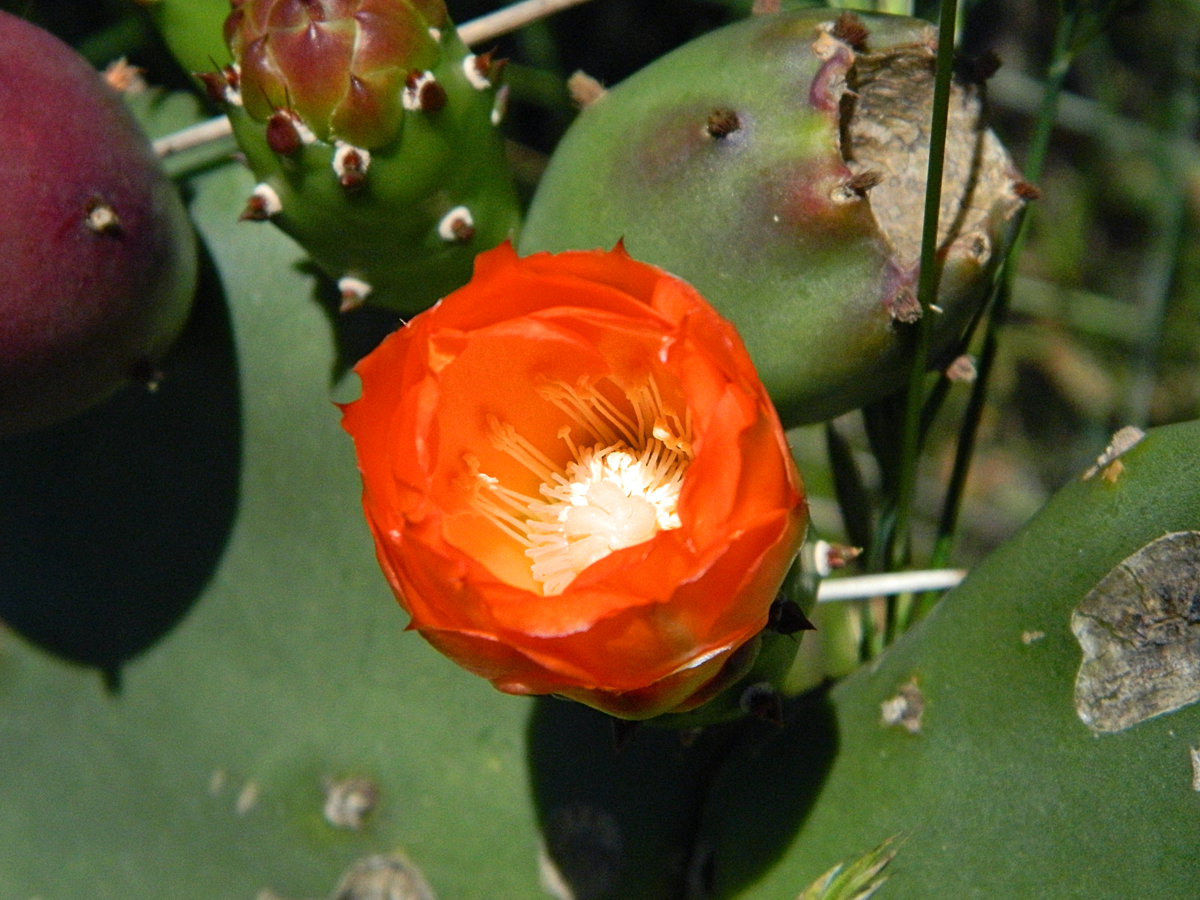 Naturaleza