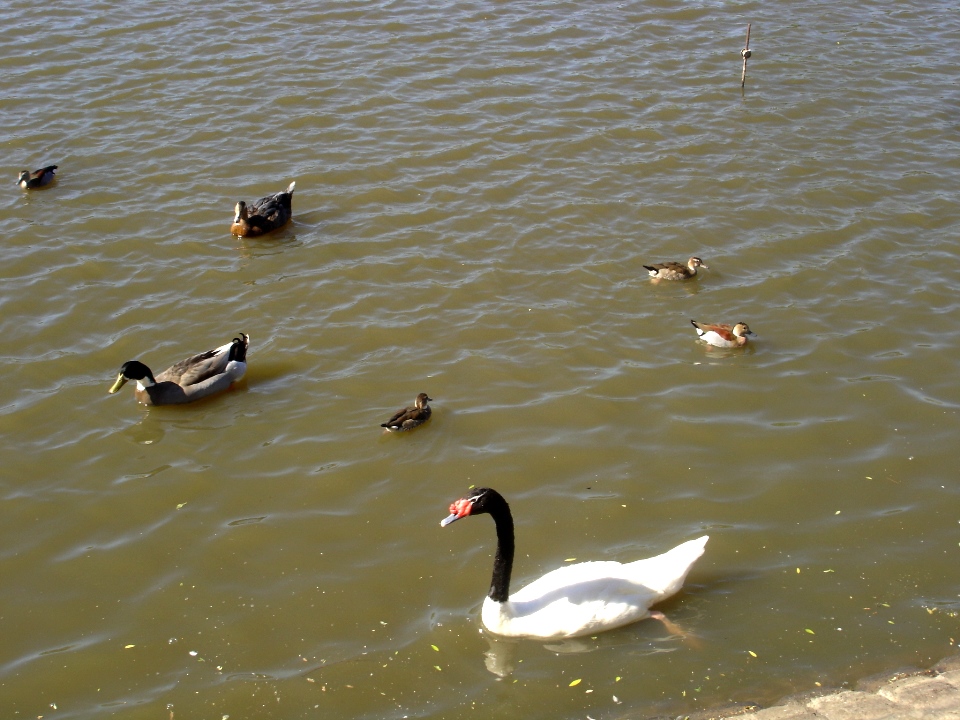 Laguna del Parque Unzué