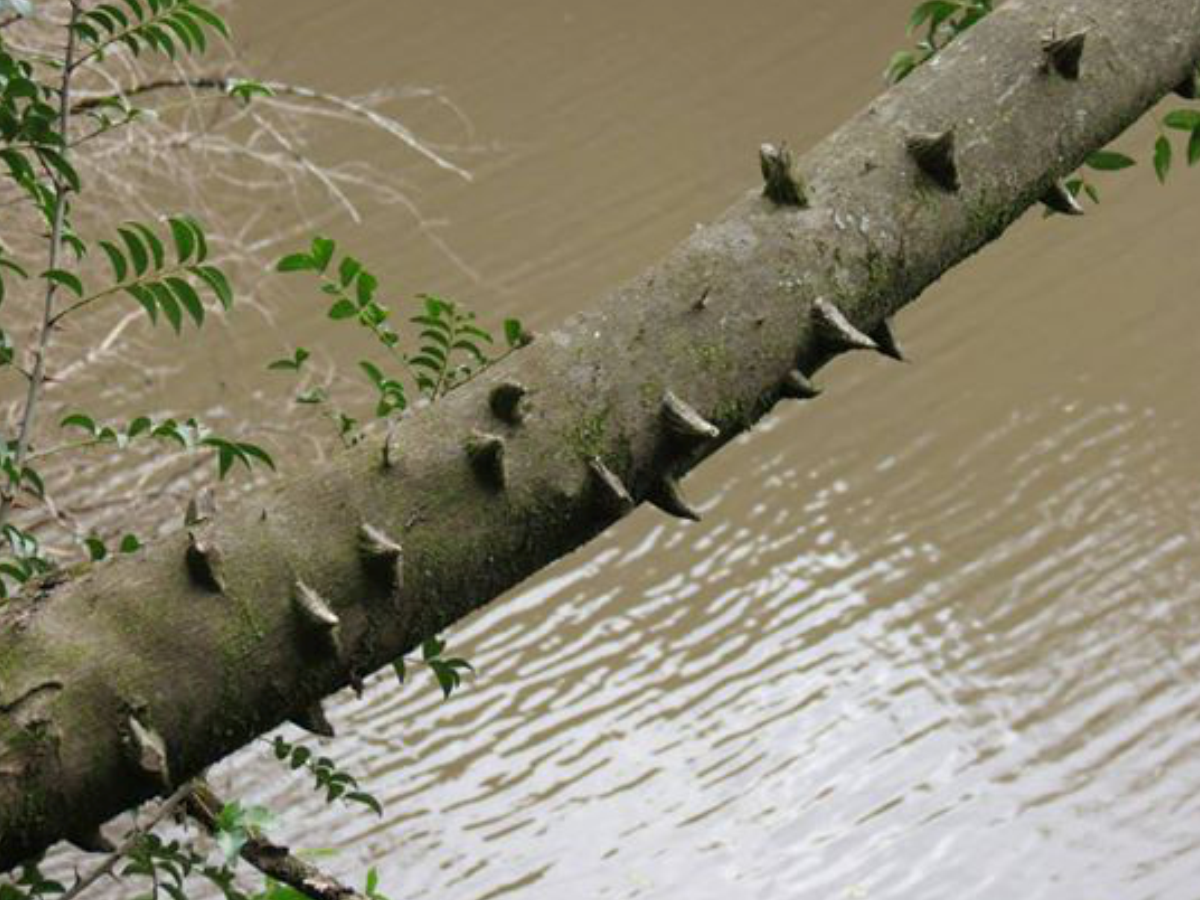Reserva Termas del Guaychú