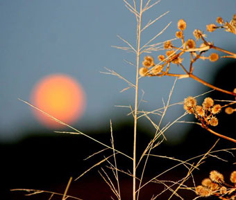 Naturaleza
