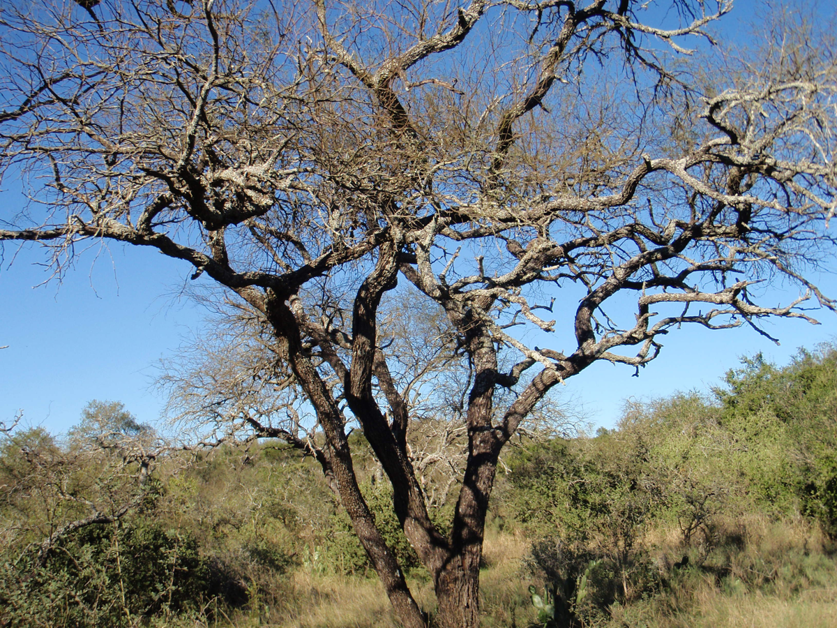 Naturaleza