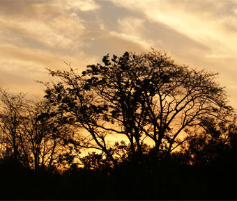 Naturaleza