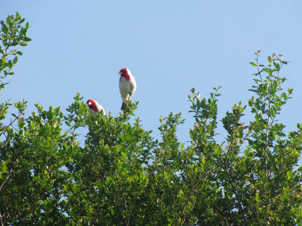 Naturaleza