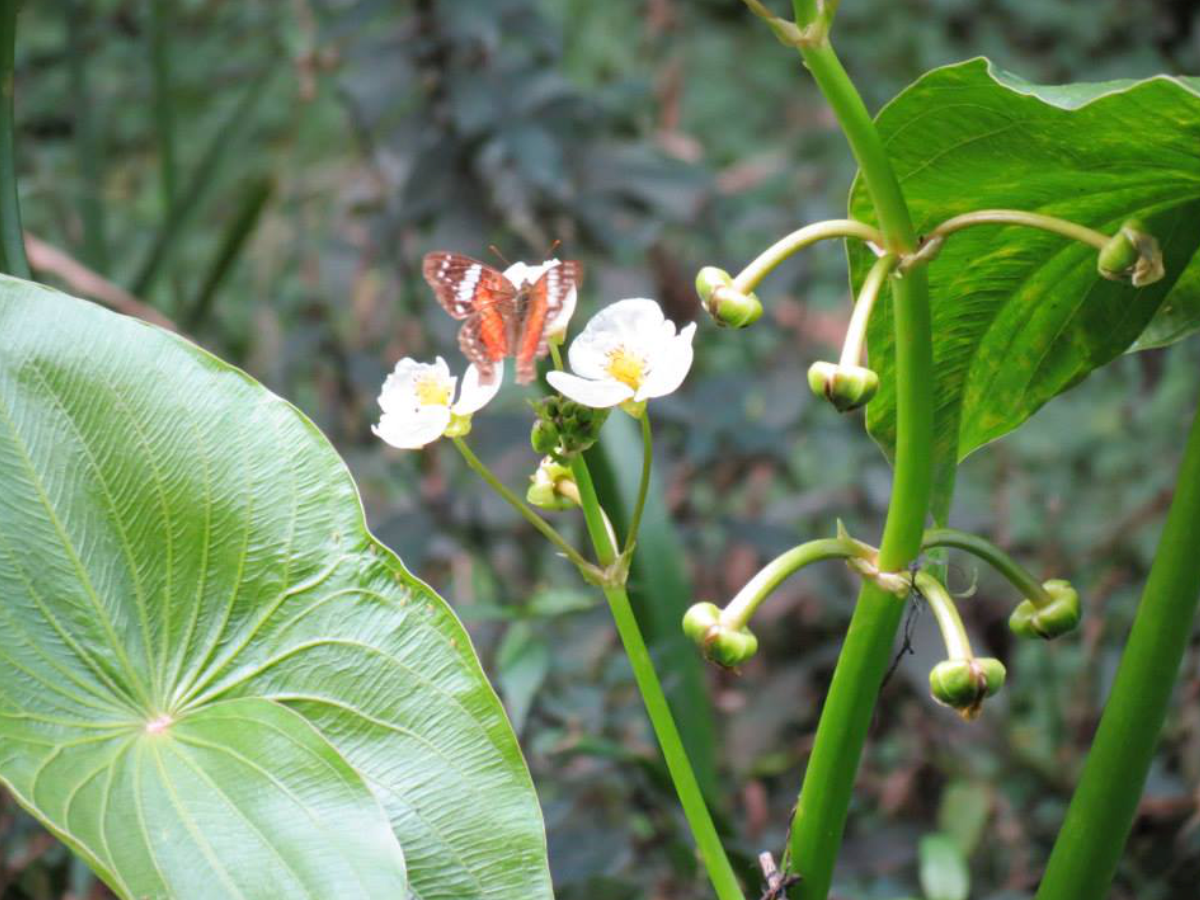 Naturaleza