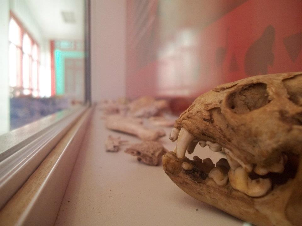 Museo de Ciencias Naturales y Arqueología “Prof. Manuel Almeida”