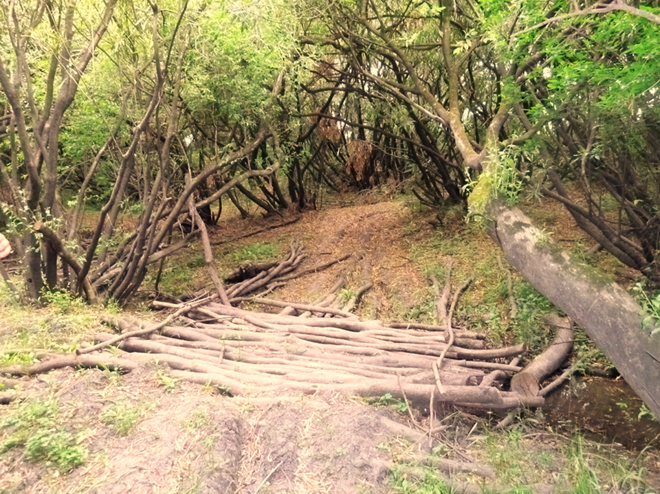 Naturaleza