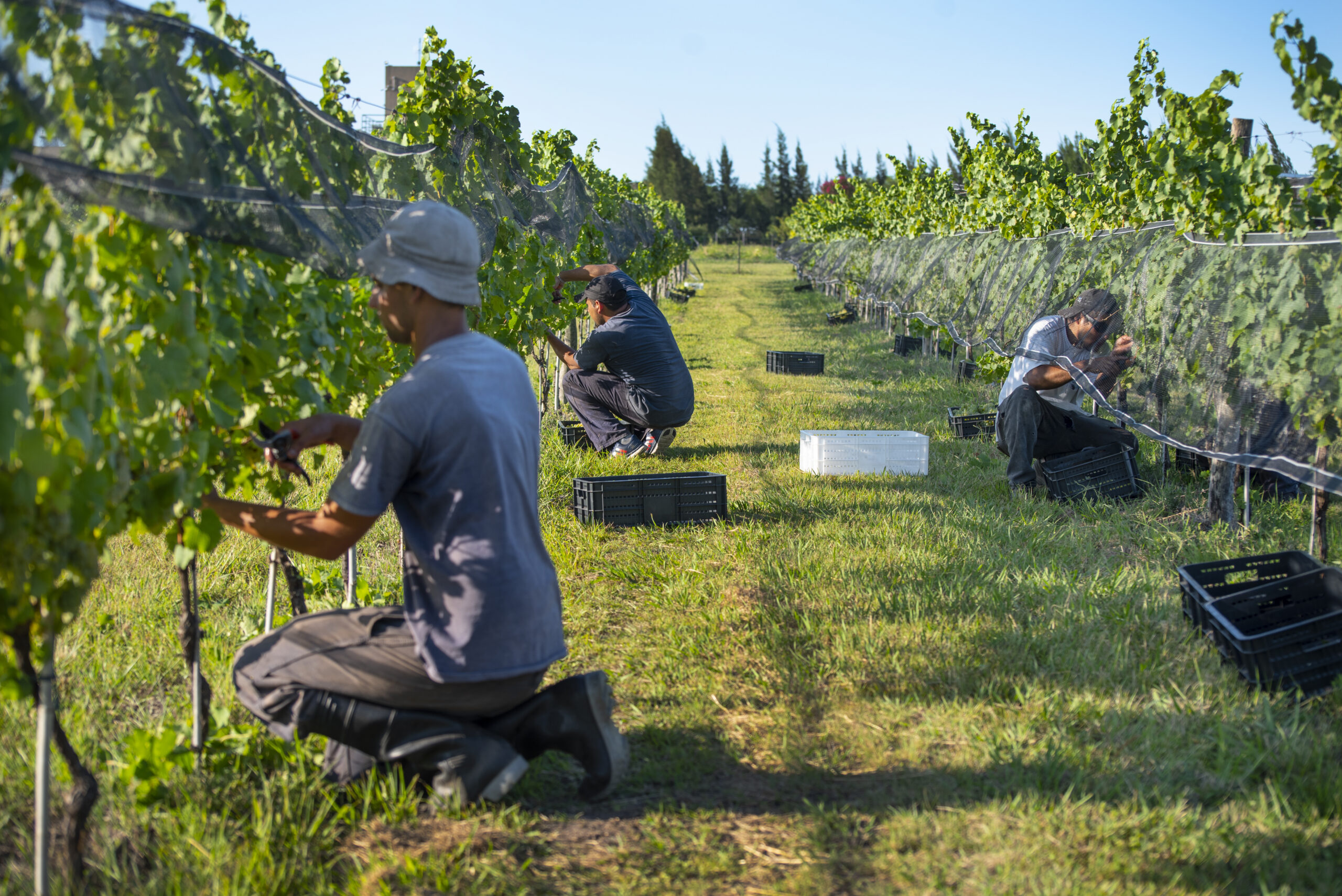 Las Magnolias | Bodega Boutique